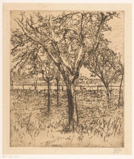 Orchard
