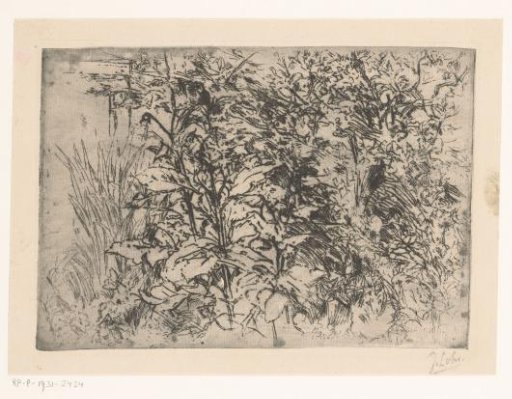 Herbs among the grass
