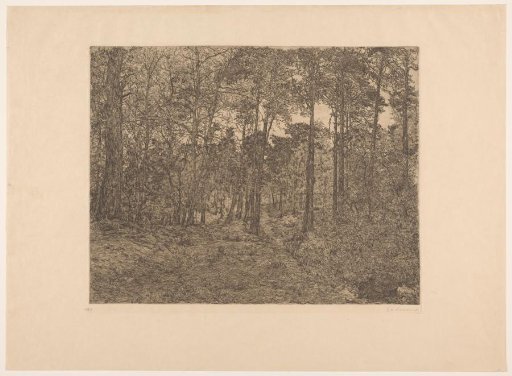 Forest view