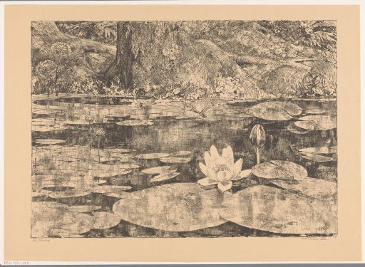 Water lilies