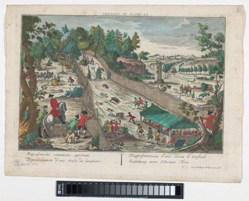 View of a wild boar hunt