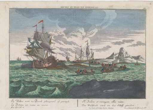 View of towing whales to the ships