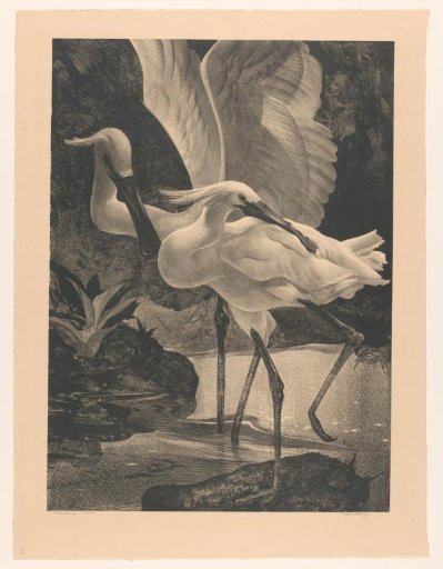 Spoonbills