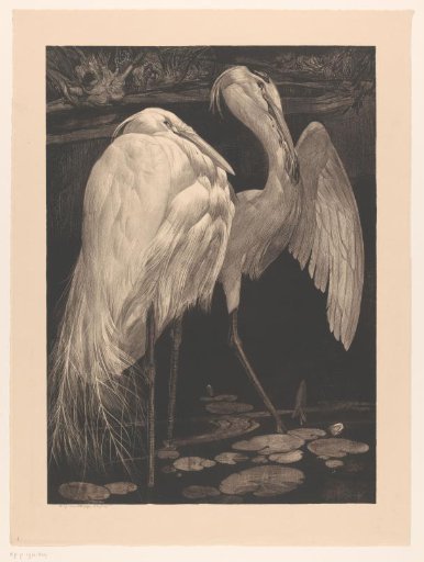 Grey Herons