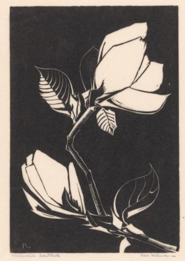 Magnolia