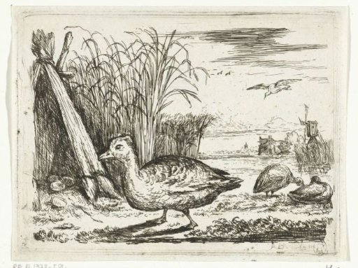 Duck's nest