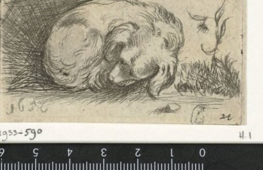 Sleeping puppy