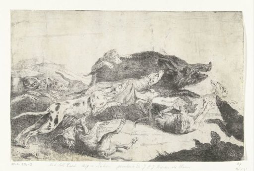 Dogs hunting a boar