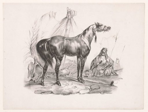 Arabian horse