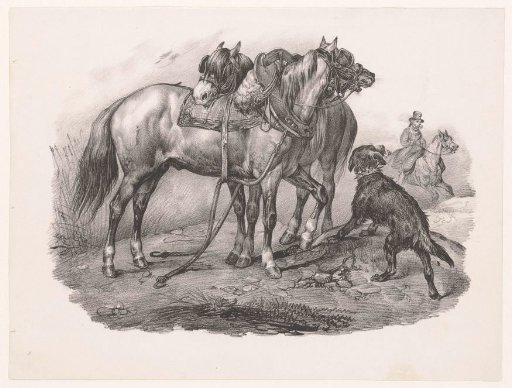 Picardy horses