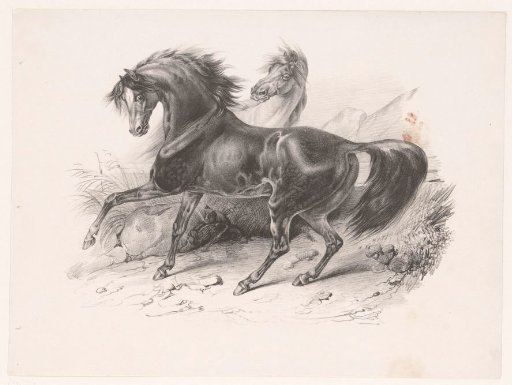 Two wild horses