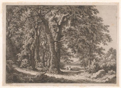 Forest path with a view of a lake