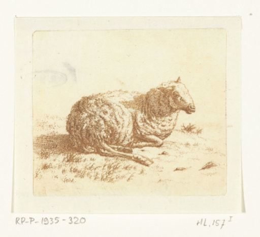 Recumbent sheep