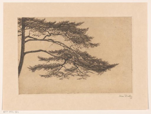 Study of a Pine Tree