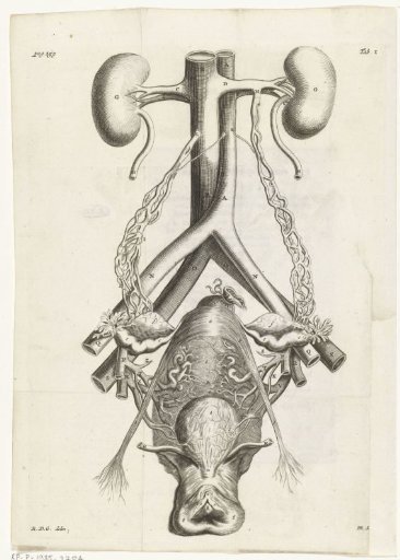 Anatomical illustration of the female genital organs and the kidneys