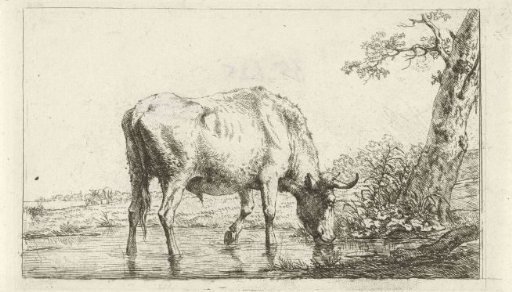 Drinking bull