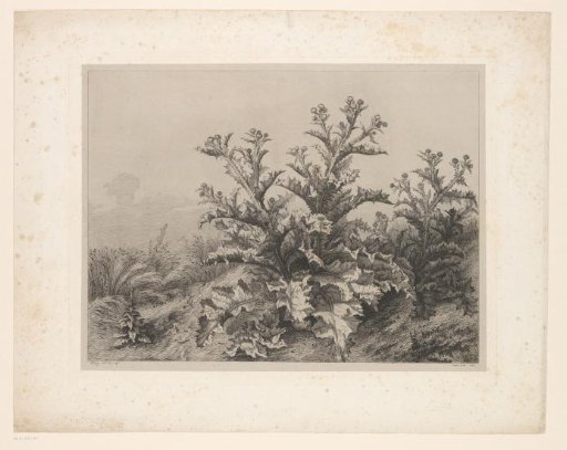 Thistles