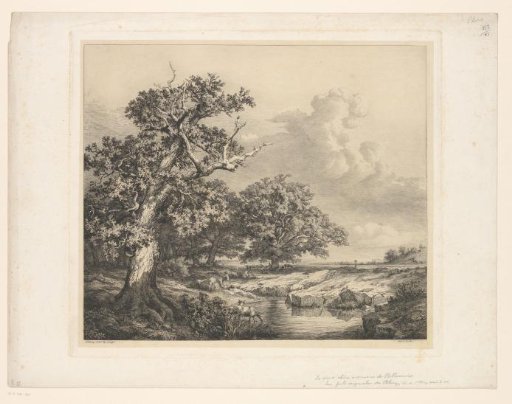 Oaks by a pond with drinking cows