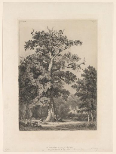 Large oak in the Bois de Boulogne
