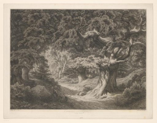 Forest path in Fontainebleau