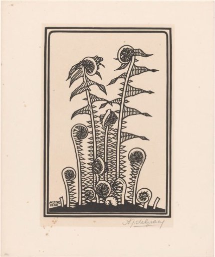 Ferns