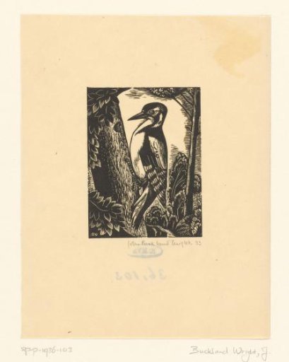 Woodpecker on a Tree