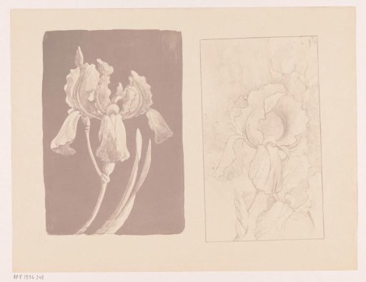 Two flowers