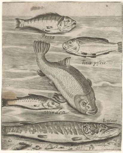 Study Sheet with Five Fish