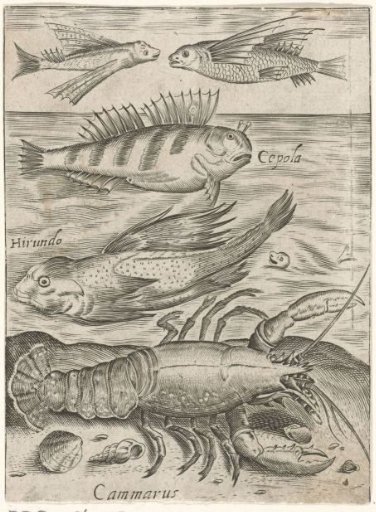 Study Sheet with Four Fish and a Lobster
