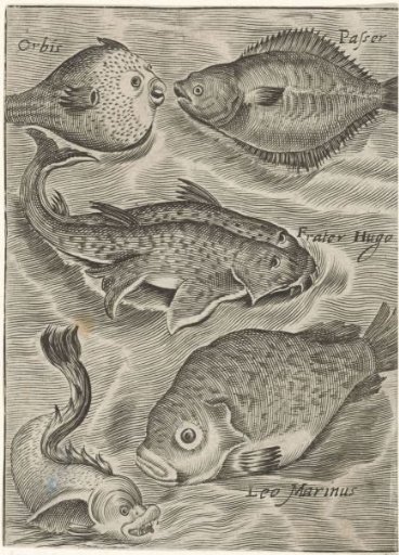 Study Sheet with Various Fish