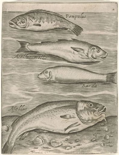 Study Sheet with Four Fish