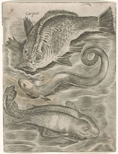 Study Sheet with Three Fish