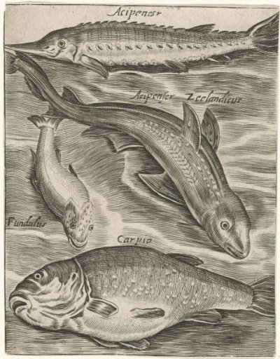 Study Sheet with Fish