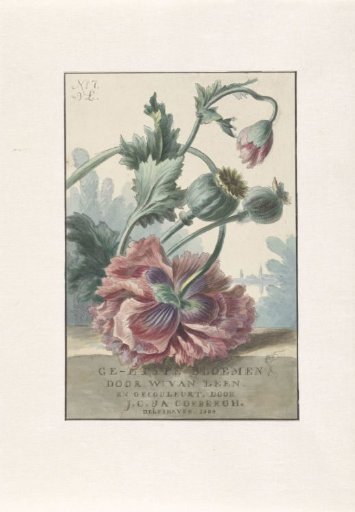 Poppies