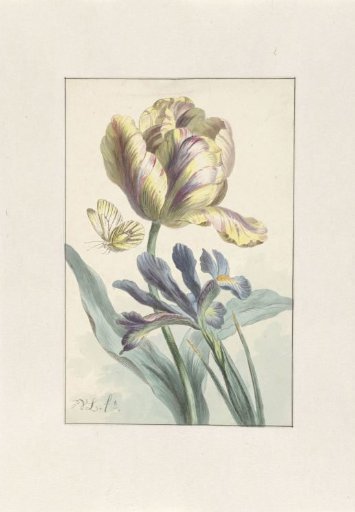 Tulip and Iris