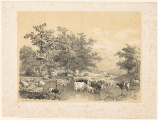 Cattle, sheep and goats by a pool of water