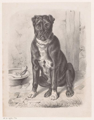 Dog next to food bowl