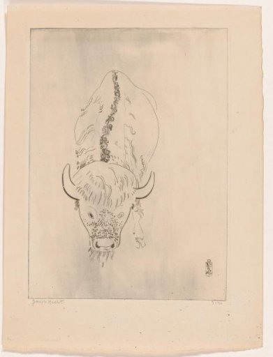 Bison Seen from the Front