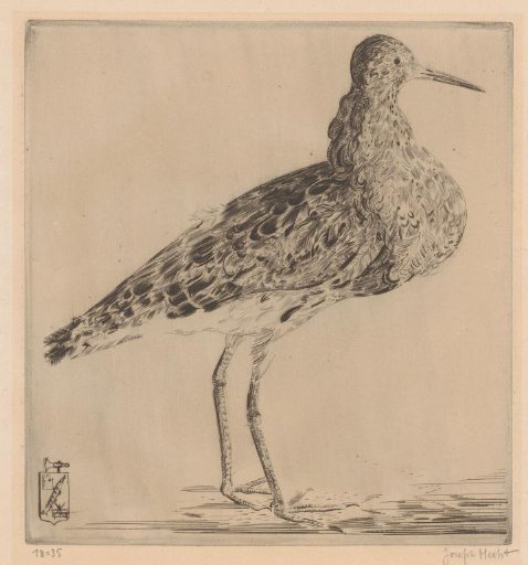 Cock
