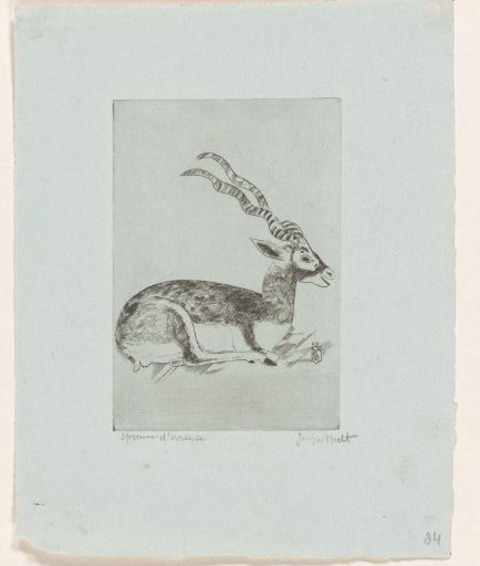 Recumbent Antelope