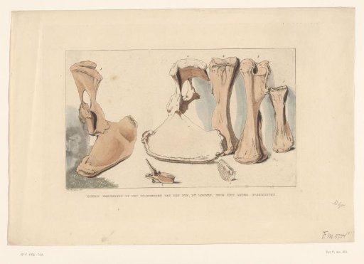 Fossilized bones found during the flood at Loenen, 1809