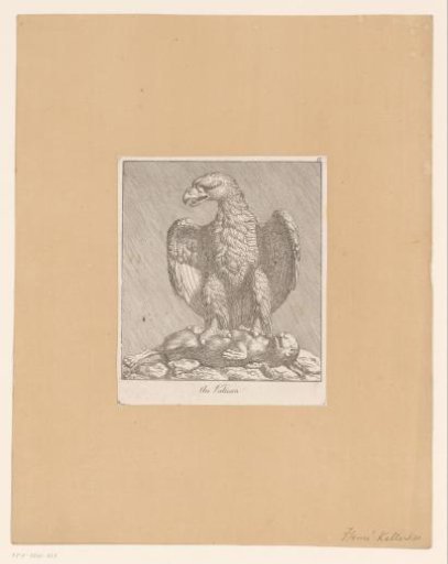 Eagle with rabbit