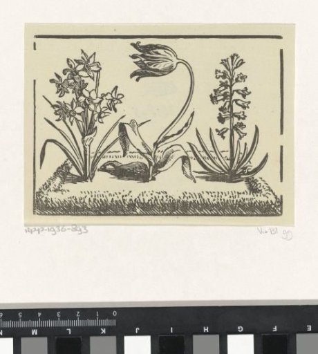 Small garden with a tulip, a narcissus and a hyacinth