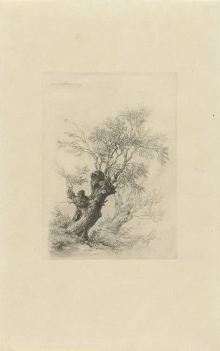 Willow Tree