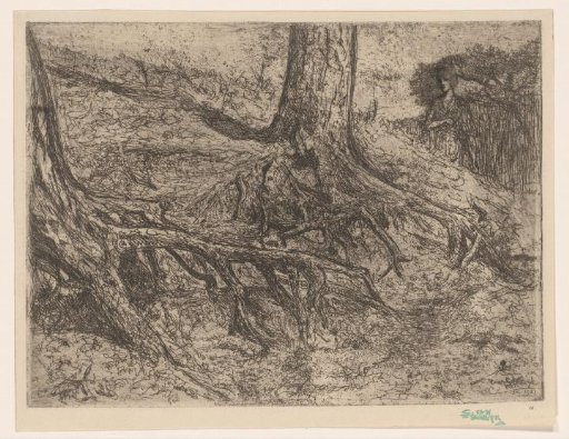 Tree roots
