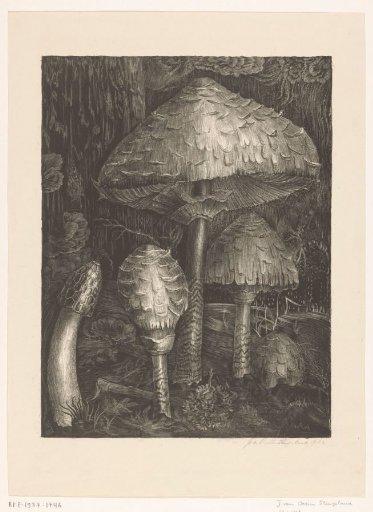 Mushrooms