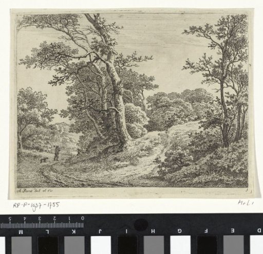 Road along a tree-covered hill