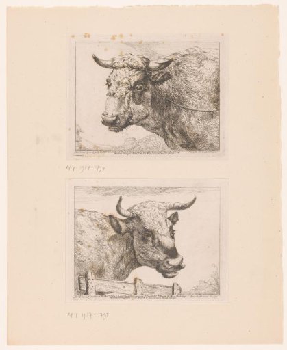 Head of a Cow