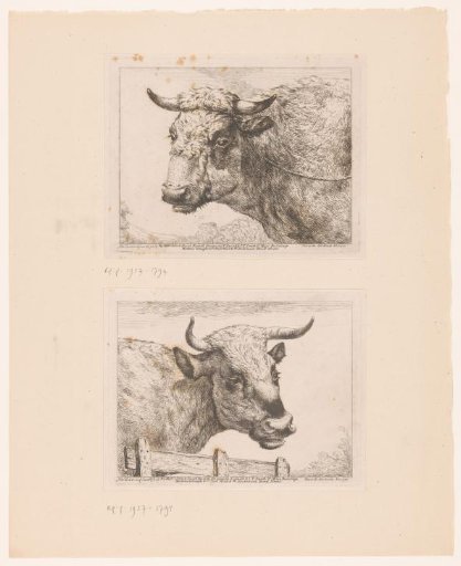 Head of a Cow by a Fence