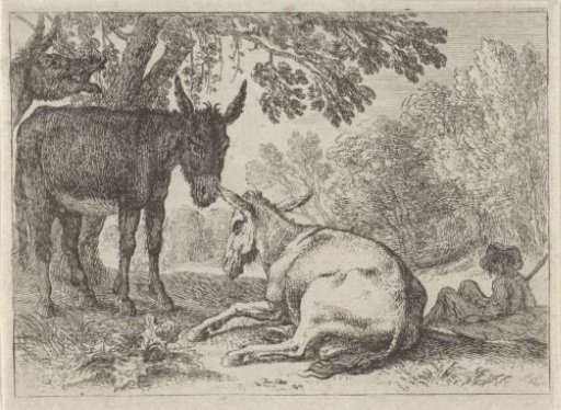 Donkeys